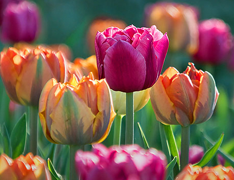  Sôi động với lễ hội hoa tulip lớn nhất thế giới, Canada